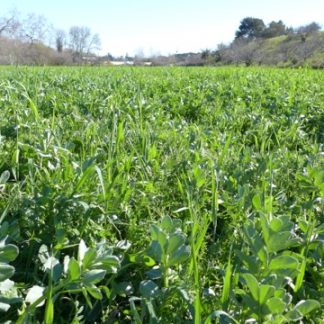 Cover Crops